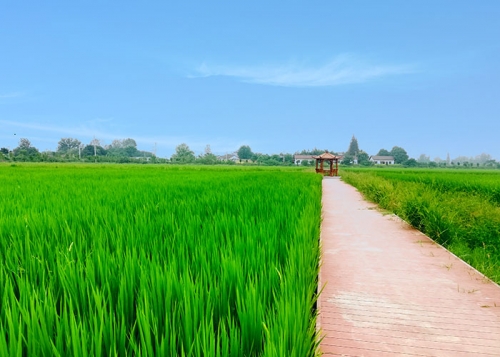 南方大米和北方大米的區(qū)別